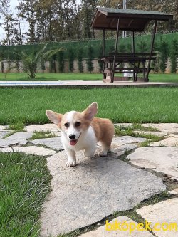 Satilik Welsh Corgi Cardigan Yavruları 5