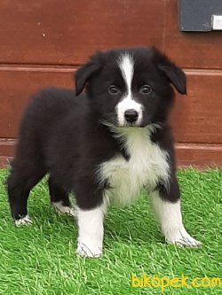 Satilik Yavru Border Collie 3