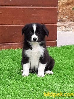 Satilik Yavru Border Collie 5