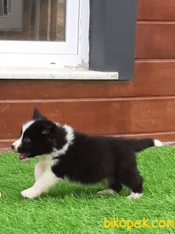 Satilik Yavru Border Collie 2