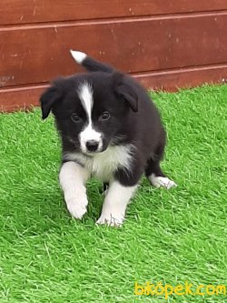 Satilik Yavru Border Collie 4