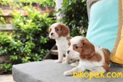 SATILIK YAVRU CAVALİER KING CHARLES YAVRULARI 3
