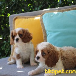 SATILIK YAVRU CAVALİER KING CHARLES YAVRULARI 4