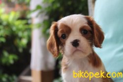 SATILIK YAVRU CAVALİER KING CHARLES YAVRULARI 2