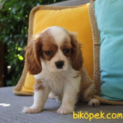 SATILIK YAVRU CAVALİER KING CHARLES YAVRULARI 1