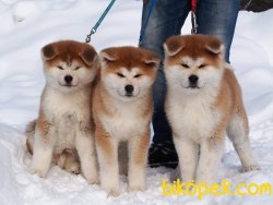 SATILIK YAVRU KÖPEK JAPON AKİTA İNU YAVRULARI 3