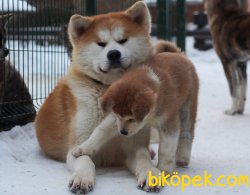 SATILIK YAVRU KÖPEK JAPON AKİTA İNU YAVRULARI 2