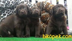 SATİLİK YAVRU LABRADOR İSTANBUL 4
