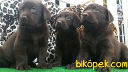 SATİLİK YAVRU LABRADOR İSTANBUL 3
