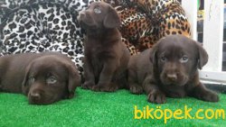 SATİLİK YAVRU LABRADOR İSTANBUL 2