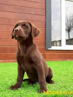 Satılık Yavru Labrador Retriever 1