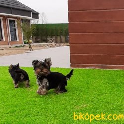 Satilik Yorkshire Terrier Yavrulari 5