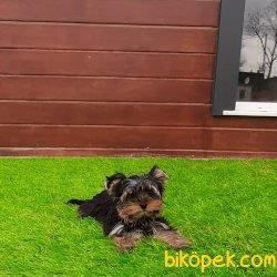Satilik Yorkshire Terrier Yavrulari 1
