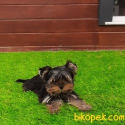 Satilik Yorkshire Terrier Yavrulari 4
