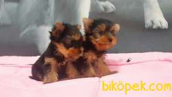 SATILIK YORKSHIRE TERRIER YAVRULARI 1