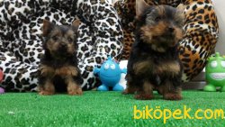SATILIK YORKSHIRE TERRIER YAVRULARIMIZ 3