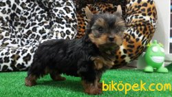 SATILIK YORKSHIRE TERRIER YAVRULARIMIZ 1