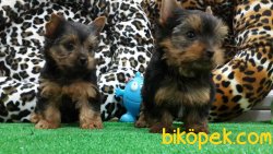 SATILIK YORKSHIRE TERRIER YAVRULARIMIZ 4