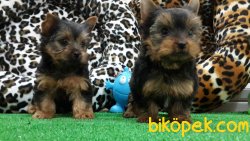 SATILIK YORKSHIRE TERRIER YAVRULARIMIZ 5
