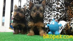 SATILIK YORKSHIRE TERRIER YAVRULARIMIZ 2