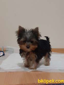 SATILIK YORKSHIRE TERRIER YAVRULARIMIZ 2