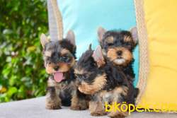 SATILIK YORKSHIRE TERRIER YAVRULARIMIZ