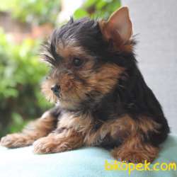 SATILIK YORKSHIRE TERRIER YAVRULARIMIZ 2