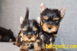 SATILIK YORKSHIRE TERRIER YAVRULARIMIZ 3