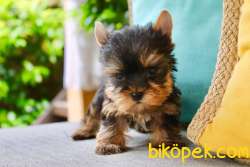 SATILIK YORKSHIRE TERRIER YAVRULARIMIZ 4