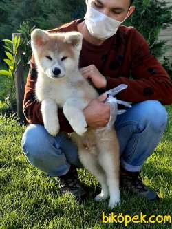 SATILIKA KALITE  Japon Akita İnu Yavrularimiz ( Hachiko ) 3