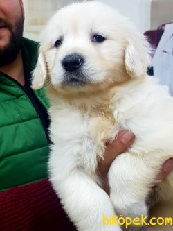 SATILIKGOLDEN RETRIEVER YAVRULARI 2