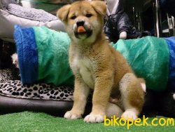 SATILIKK JAPON AKİTA INU YAVRULARI 2