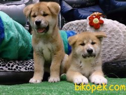 SATILIKK JAPON AKİTA INU YAVRULARI 3