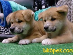 SATILIKK JAPON AKİTA INU YAVRULARI 1