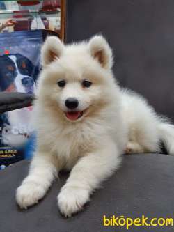 SATIRLIK KAR BEYAZI SAMOYED YAVRULARI 2