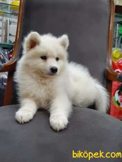 SATIRLIK KAR BEYAZI SAMOYED YAVRULARI 4