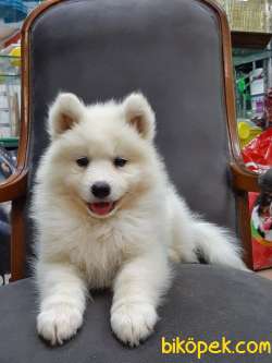 SATIRLIK KAR BEYAZI SAMOYED YAVRULARI 1
