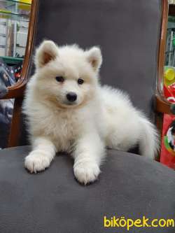 SATIRLIK KAR BEYAZI SAMOYED YAVRULARI 5