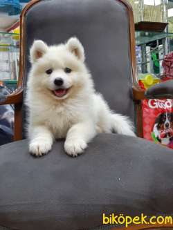 SATIRLIK KAR BEYAZI SAMOYED YAVRULARI 3