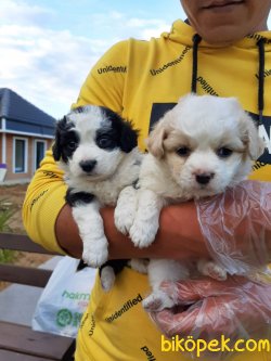 SATLIK A KALITE HAVANESE YAVRULARI 3