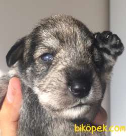 Schnauzer Stella 4