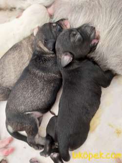 Schnauzer Stella 2