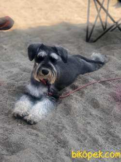 Schnauzer Stella 1