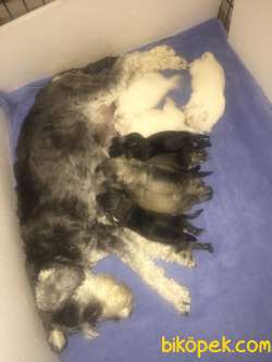Schnauzer Stella 3
