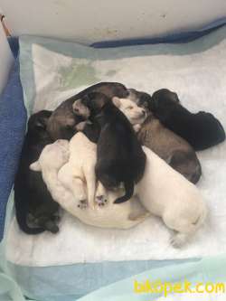 Schnauzer Stella 5