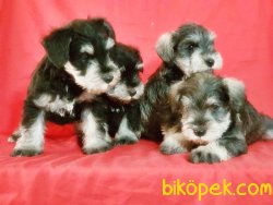 Schnauzer Yavru 5