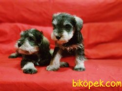 Schnauzer Yavru 3