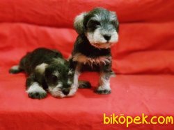 Schnauzer Yavru 2