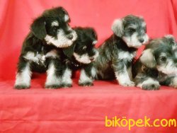 Schnauzer Yavru 4