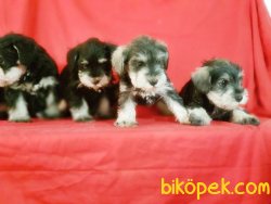 Schnauzer Yavru 1